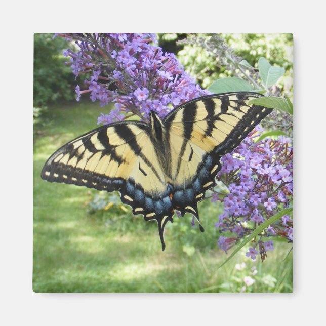 Swallowtail 94 ~ magnet (Front)