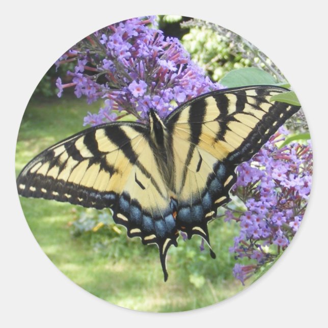 Swallowtail 94 ~ sticker (Front)