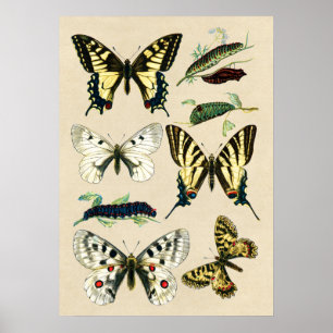 Swallowtail Butterflies and Caterpillars Poster