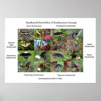 Swallowtail Butterflies of Southeastern Georgia Poster