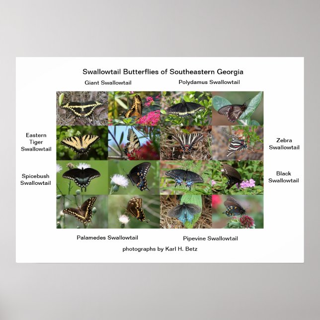 Swallowtail Butterflies of Southeastern Georgia Poster (Front)