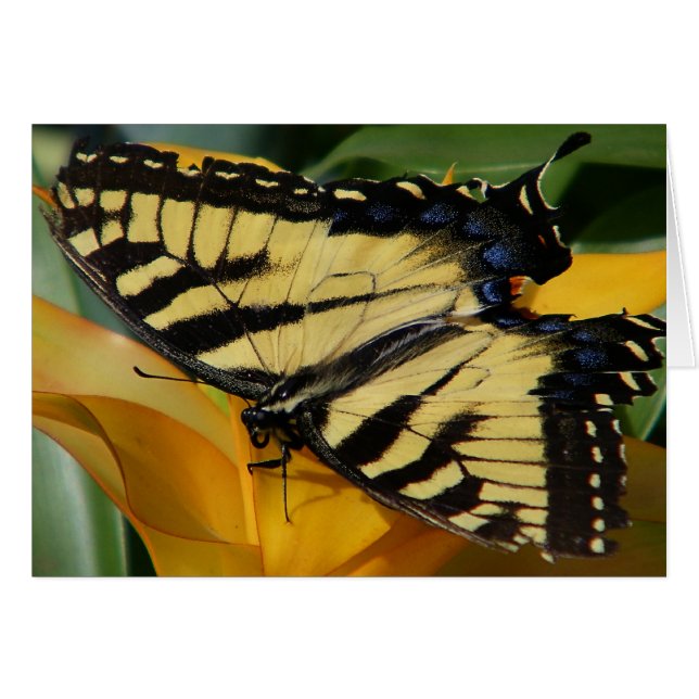 Swallowtail Butterfly (Front Horizontal)