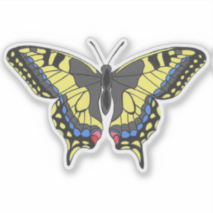 Swallowtail Butterfly