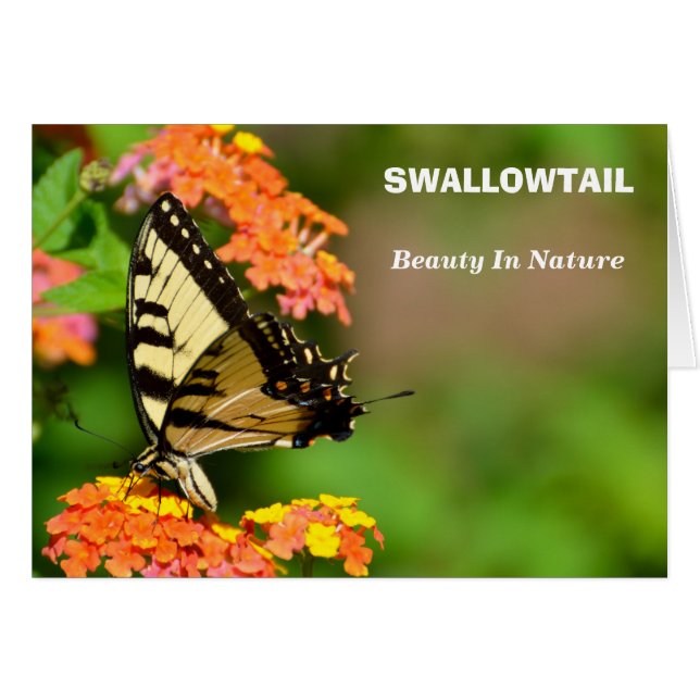 Swallowtail Butterfly (Front Horizontal)
