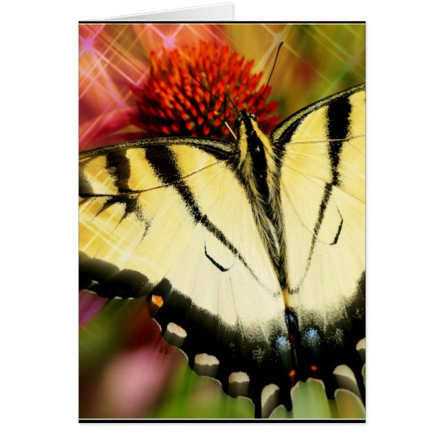 Swallowtail Butterfly (Front)