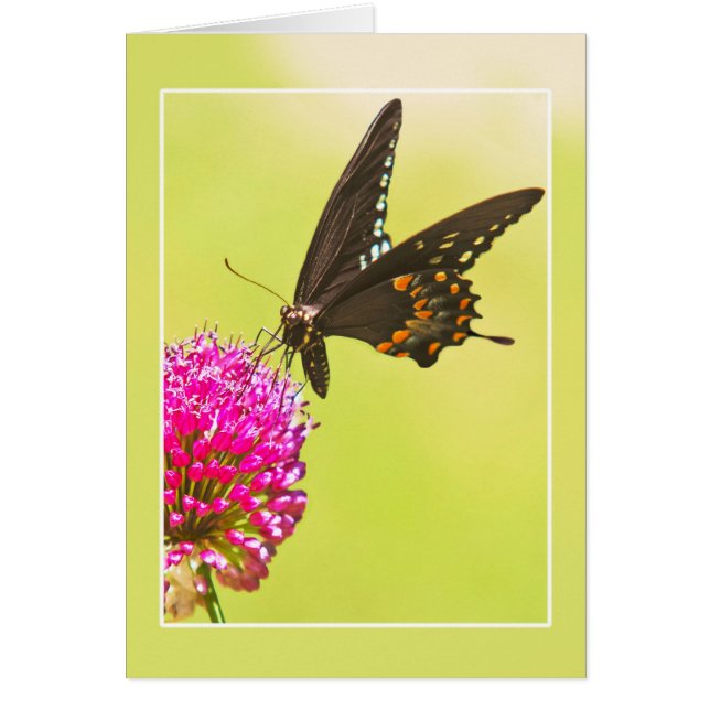 Swallowtail Butterfly (Front)