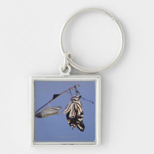 Swallowtail butterfly after metamorphosis key ring