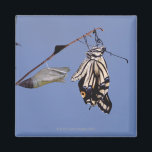 Swallowtail butterfly after metamorphosis magnet<br><div class="desc">Animals->Butterfly</div>