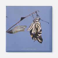 Swallowtail butterfly after metamorphosis
