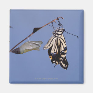 Swallowtail butterfly after metamorphosis magnet