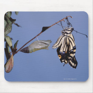 Swallowtail butterfly after metamorphosis mouse pad