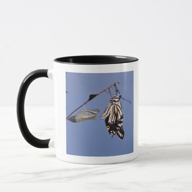 Swallowtail butterfly after metamorphosis mug (Left)