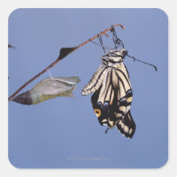 Swallowtail butterfly after metamorphosis