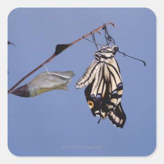 Swallowtail butterfly after metamorphosis square sticker