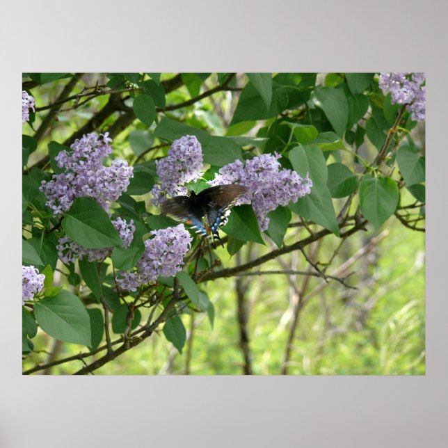 Swallowtail Butterfly and Lilac Bush Poster (Front)