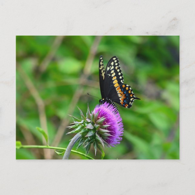 Swallowtail Butterfly and Thistle Postcard (Front)