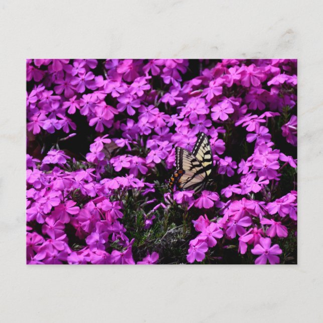 Swallowtail butterfly at flowerbed postcard (Front)