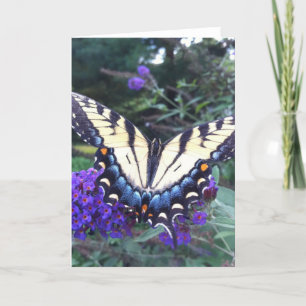 Swallowtail Butterfly Card 3