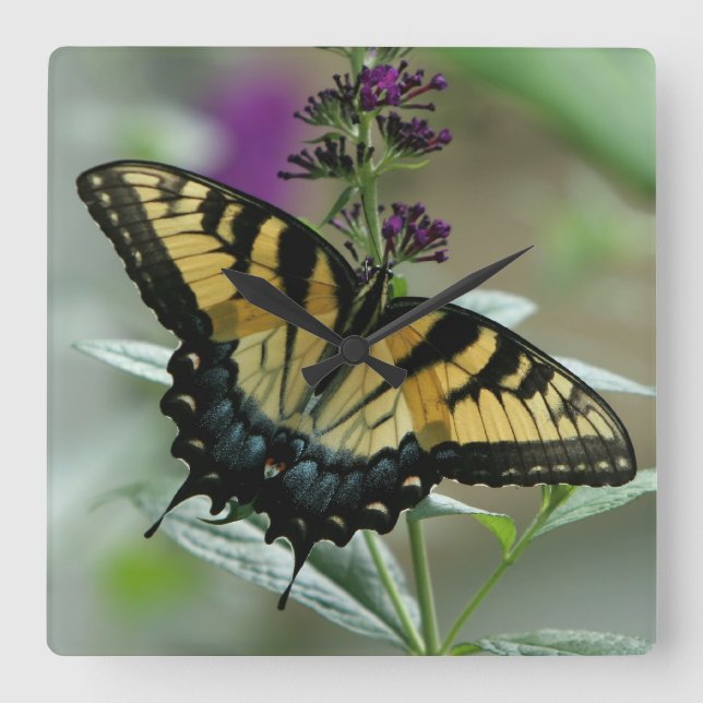 Swallowtail Butterfly Clock (Front)