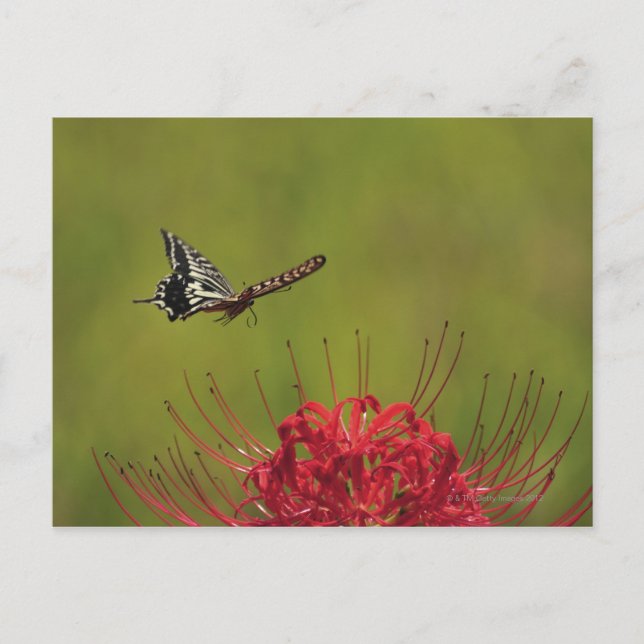 Swallowtail Butterfly flying near flower, Chiba Postcard (Front)