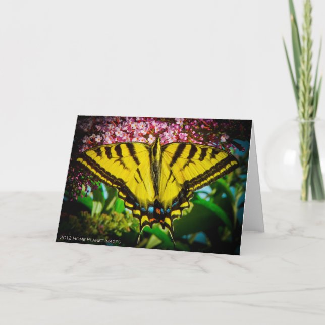 Swallowtail Butterfly Greeting Card (Front)