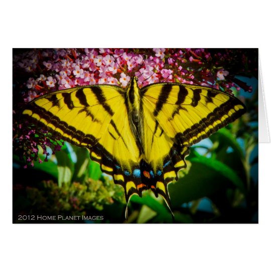 Swallowtail Butterfly Greeting Card