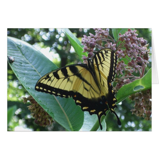Swallowtail Butterfly I on Milkweed at Shenandoah (Front Horizontal)