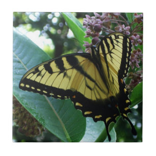 Swallowtail Butterfly I on Milkweed at Shenandoah Ceramic Tile
