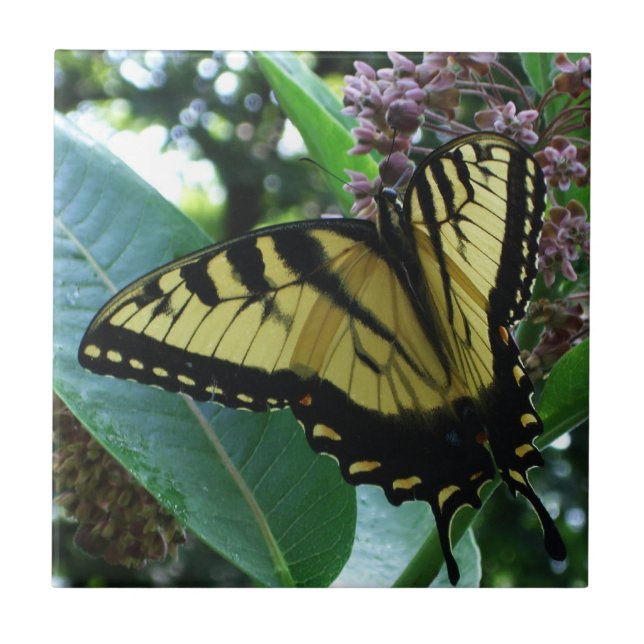 Swallowtail Butterfly I on Milkweed at Shenandoah Ceramic Tile (Front)