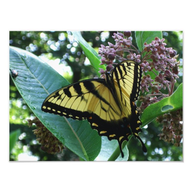 Swallowtail Butterfly I on Milkweed at Shenandoah Photo Print (Front)