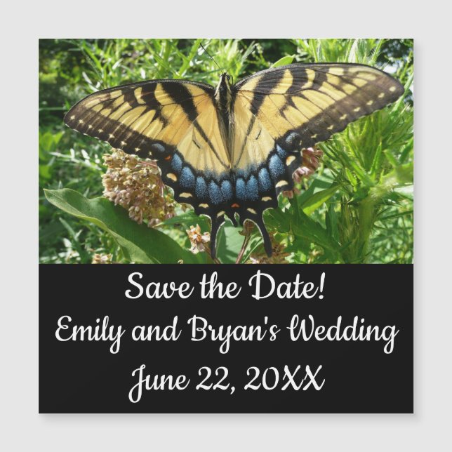 Swallowtail Butterfly II at Shenandoah (Front)