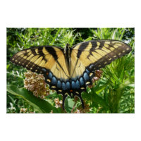 Swallowtail Butterfly II at Shenandoah
