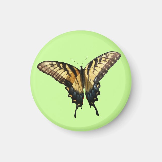 Swallowtail Butterfly III Beautiful Colourful Phot Magnet (Front)