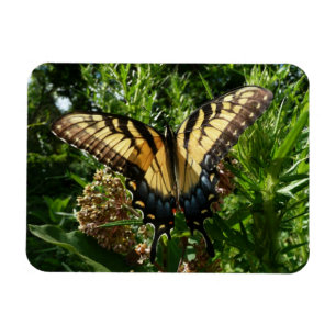 Swallowtail Butterfly III Beautiful Colourful Phot Magnet