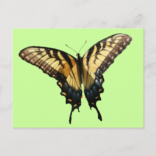 Swallowtail Butterfly III Beautiful Colourful Phot Postcard (Front)