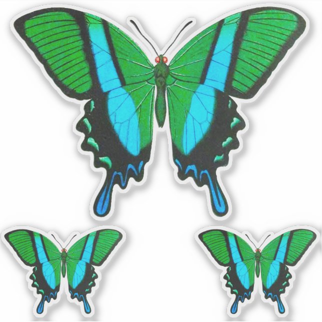 Swallowtail Butterfly in Green, Turquoise & Black (Front)