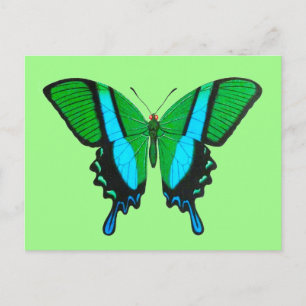 Swallowtail Butterfly in Green, Turquoise & Black Postcard