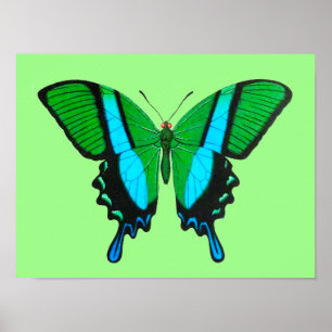 Swallowtail Butterfly in Green, Turquoise & Black Poster