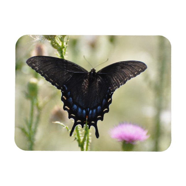 Swallowtail Butterfly Magnet (Horizontal)