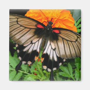 Swallowtail Butterfly Magnet