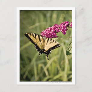 Swallowtail Butterfly on Butterfly Bush Photograph Postcard