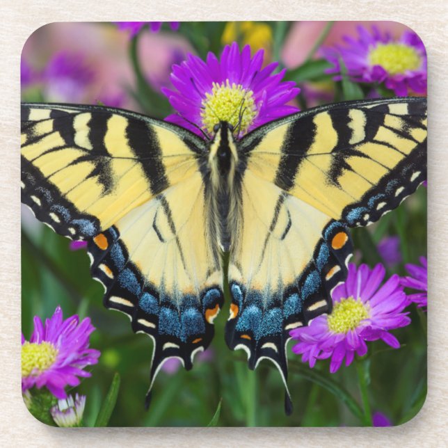 Swallowtail Butterfly on daisy Coaster (Front)