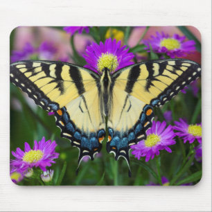 Swallowtail Butterfly on daisy Mouse Pad