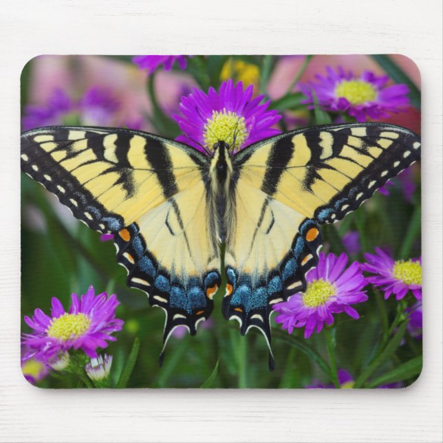 Swallowtail Butterfly on daisy Mouse Pad (Front)