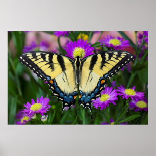 Swallowtail Butterfly on daisy Poster