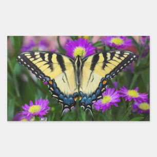 Swallowtail Butterfly on daisy Rectangular Sticker