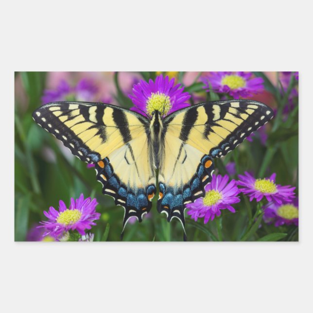 Swallowtail Butterfly on daisy Rectangular Sticker (Front)