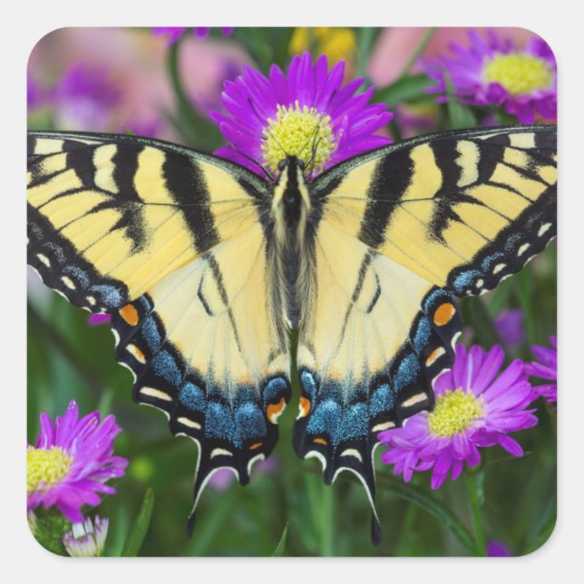 Swallowtail Butterfly on daisy Square Sticker (Front)