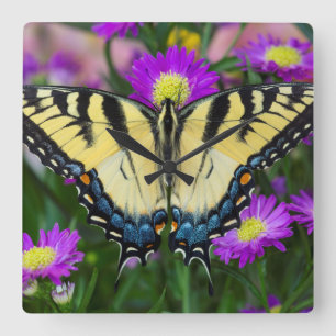 Swallowtail Butterfly on daisy Square Wall Clock