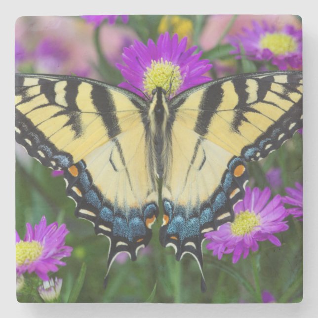 Swallowtail Butterfly on daisy Stone Coaster (Front)